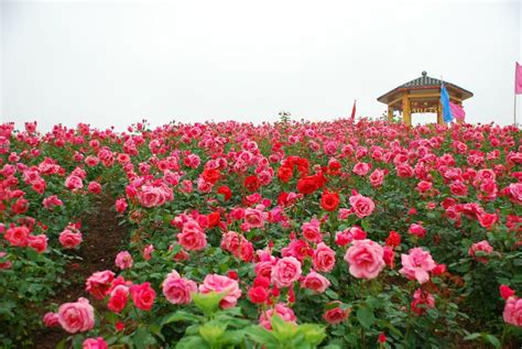 开阳县双流镇：玫瑰飘香漫山野 美丽风景变“钱景”