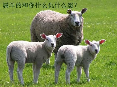 属羊的名人大全（作者：杨易德）