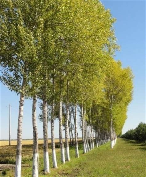 白杨树的形态特征 白杨树的生长习性 - 装修保障网