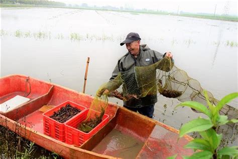 小龙虾 农业供给侧改革的 潜江探索之路（中）|小龙虾|供给侧改革|中国周刊_新浪新闻