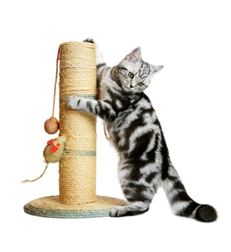 抓柱猫爬架小型猫树猫咪用品麻绳猫抓板跳台猫爬柱磨爪猫玩具-阿里巴巴