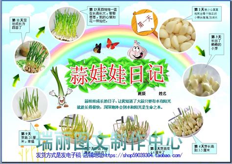 蒜苔是怎么长出来的,蒜苔怎么长出来的图片,蒜薹和蒜苗的区别_大山谷图库