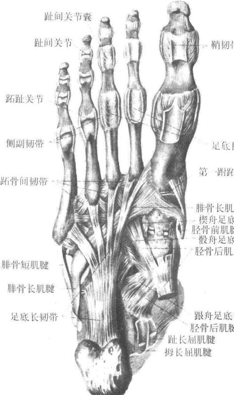 黄韧带位置图片