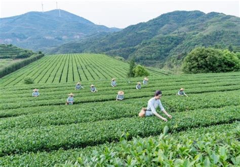 八马·安溪铁观音开茶节开幕 八马茶业打造“现象级”级铁观音_新华报业网