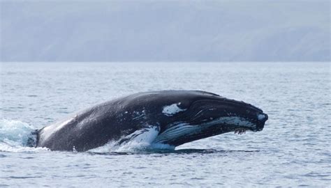 鲸鱼的繁殖方式是什么 神奇海洋4月3日答案 _八宝网
