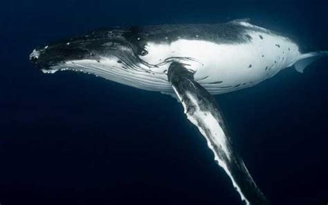 座头鲸,鱼跃,水平画幅,鲸,无人,阿拉斯加,摄影摄影素材,汇图网www.huitu.com