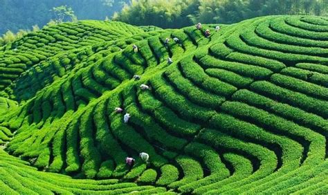 以茶产业茶文化为基础，观光茶园有哪些模式？ – 69农业规划设计.兆联顾问公司