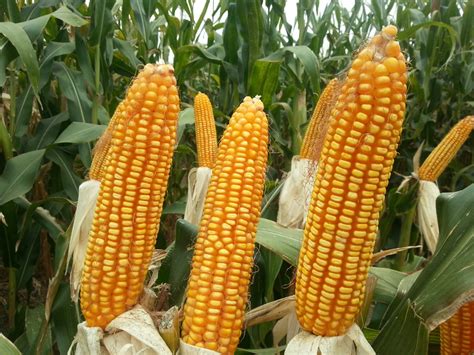 高产玉米新品种大棒玉米种子承科一号 山东济南-食品商务网