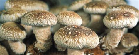 蘑菇怎么养 蘑菇养殖方法_知秀网