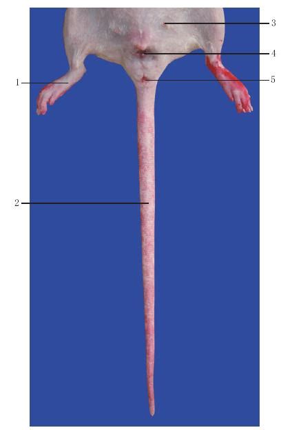 图9-1 尾部腹面体表解剖-WISTAR大鼠解剖-图片
