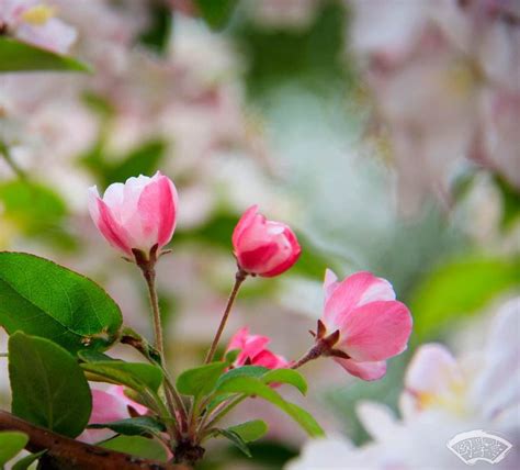 海棠的花语是什么?海棠的寓意和象征-花木行情-中国花木网