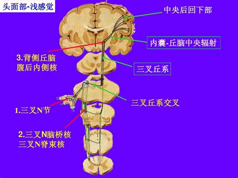 脑和脊髓的传导通路_神经元_交叉_中枢