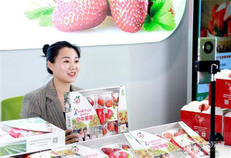 光影图集|一棚棚草莓供不应求！“草莓博士”的甜蜜事业_北京日报网