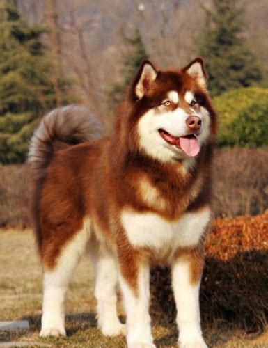 阿拉斯加雪橇犬的寿命有多久 吃七成饱延长寿命 - 爱宠网