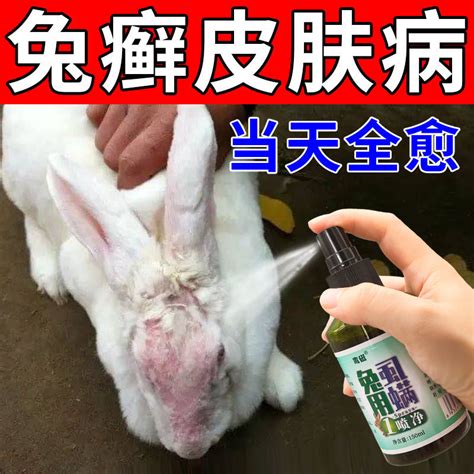 兔子脱毛癣图片
