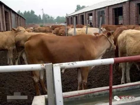 规模化肉牛养殖场的合理布局
