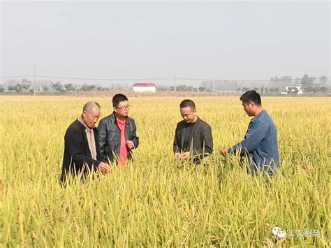 好吃的高产旱稻品种,高产千斤旱稻品种,旱稻哪个品种好吃_大山谷图库