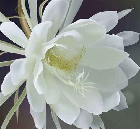 最稀有的花,上最稀有的花,最美罕见稀世奇花_大山谷图库