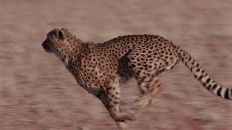 野生猎豹图片-血红牙齿的豹子素材-高清图片-摄影照片-寻图免费打包下载