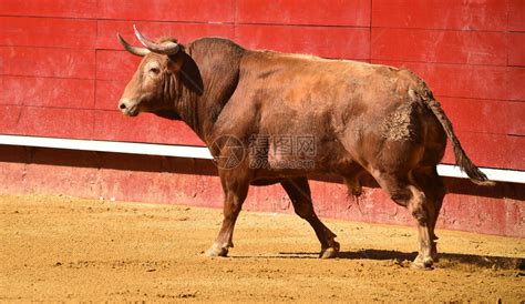 在斗牛场的西班牙大公牛高清图片下载-正版图片505896070-摄图网