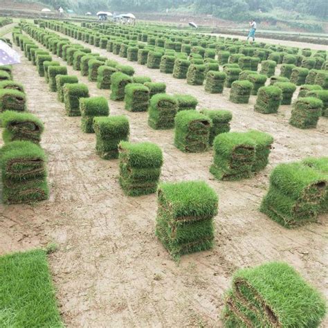 学校人造草草坪绿化|深圳市绿园人造草坪有限公司