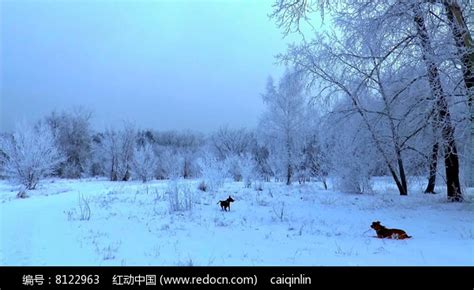 高清实拍西伯利亚雪视频图片_实拍素材_编号8122963_红动中国