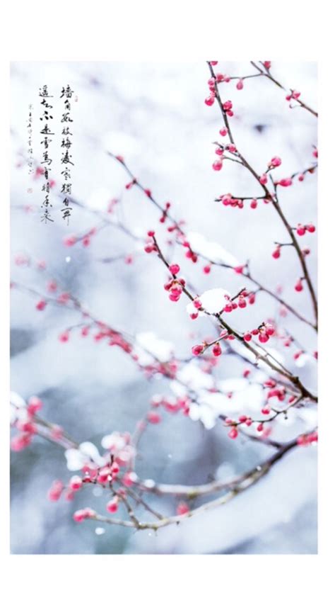 梅花十一原图来源:堆糖图片