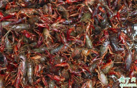疫情对小龙虾有影响吗 2020湖北小龙虾价格是涨是跌-趣丁网
