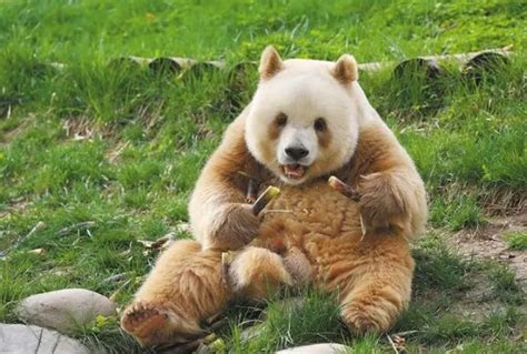 中国唯一一只金色熊猫：七仔(毛发为棕白色)_奇趣解密网