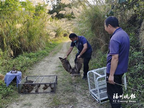 河南一农民捡到凶鸟，竟价值600多万，专家表示：还好没放生！