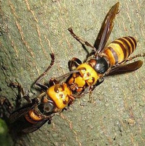 大黄蜂子的功效与作用,大黄蜂子的副作用-药效-用法-图片-39药品通