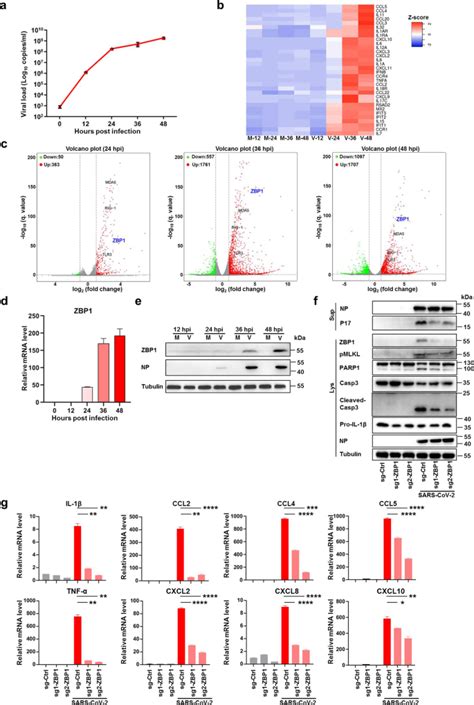 PTRF-IL33-ZBP1信号介导巨噬细胞坏死性凋亡导致HDM诱导的气道炎症,Cell Death & Disease - X-MOL