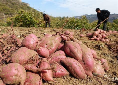 红薯的前世今生：在我国种了几百年，但是原产地并不在中国_种植