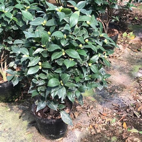 茶花大红六角图片