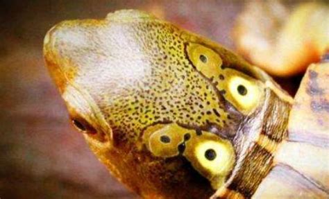 长六只眼睛的乌龟, 你们见过吗?