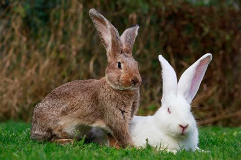 草地上的白兔和灰兔图片-草地上的白兔和灰兔特写素材-高清图片-摄影照片-寻图免费打包下载