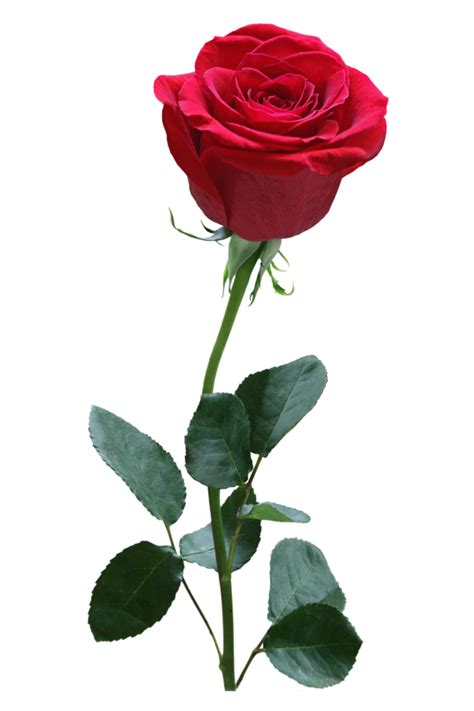 收到玫瑰花的幸福说说 收到玫瑰花的心情短语 _八宝网