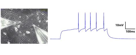 电脉冲和放电通过神经元细胞和突触网络的3D效果图高清摄影大图-千库网