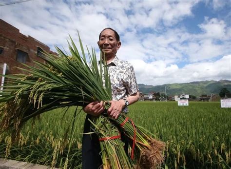 袁隆平团队海水稻开始产业化推广 亩产稳定超过400公斤_凤凰网
