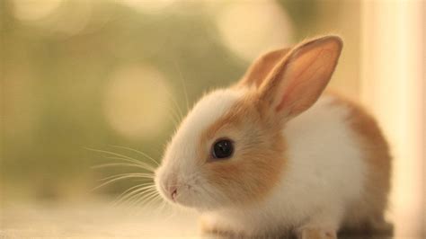 兔兔很可爱低脂高蛋白，看菲律宾农场如何养出健康的肥兔子！_凤凰网视频_凤凰网