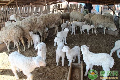 多胎羊的品种有哪些？ - 惠农网