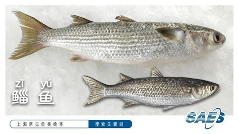 常见食用鱼类图片大全,常吃的鱼名字与图片,常见鱼类大全名称图片_大山谷图库