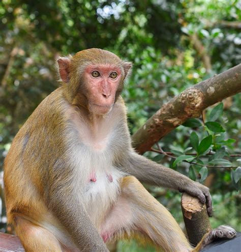 地球上10大最珍稀的猴子，你见过哪几种？_巴拉排行榜