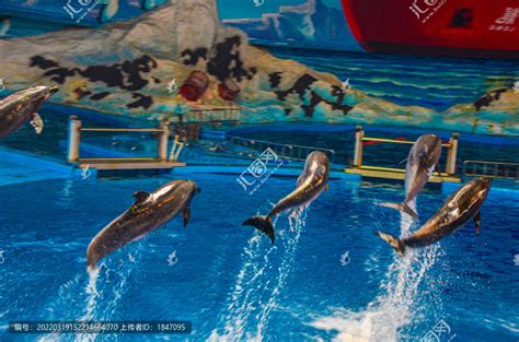 海豚表演高清图片下载-正版图片501655876-摄图网