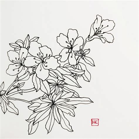 花素描图片