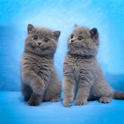 蓝猫和蓝白哪种好？_猫咪