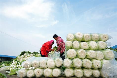 河北滦南：蔬菜销售忙