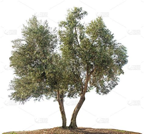 橄榄树图片-白色背景中的橄榄树素材-高清图片-摄影照片-寻图免费打包下载