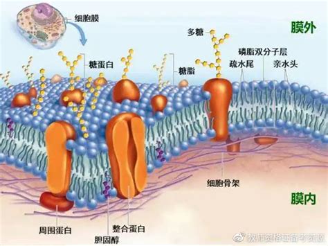 【高频考点】生物考点：细胞膜系统
