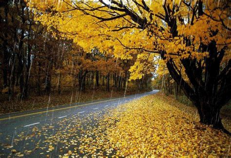 秋天的枫叶高清图片下载-正版图片500150164-摄图网
